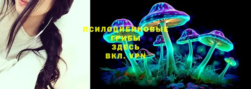 Псилоцибиновые грибы Psilocybine cubensis  Балабаново 